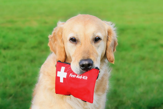 10 First Aid Tips Every Dog Owner Should Know