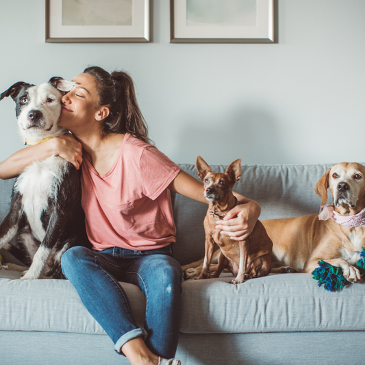 What to Look for When Arranging a Pet Sitter This Summer