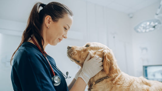 Career Paths in Animal Care: A Guide for Aspiring Professionals