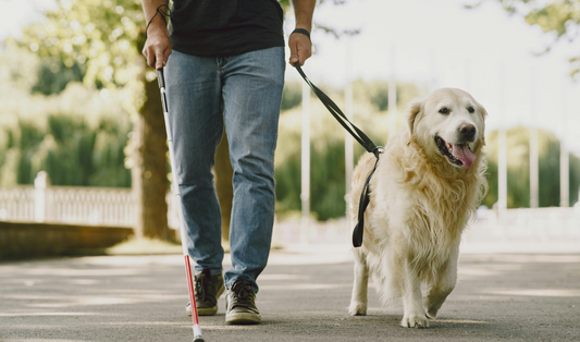The Growing Need for Dog Walkers and Pet Sitters in the UK
