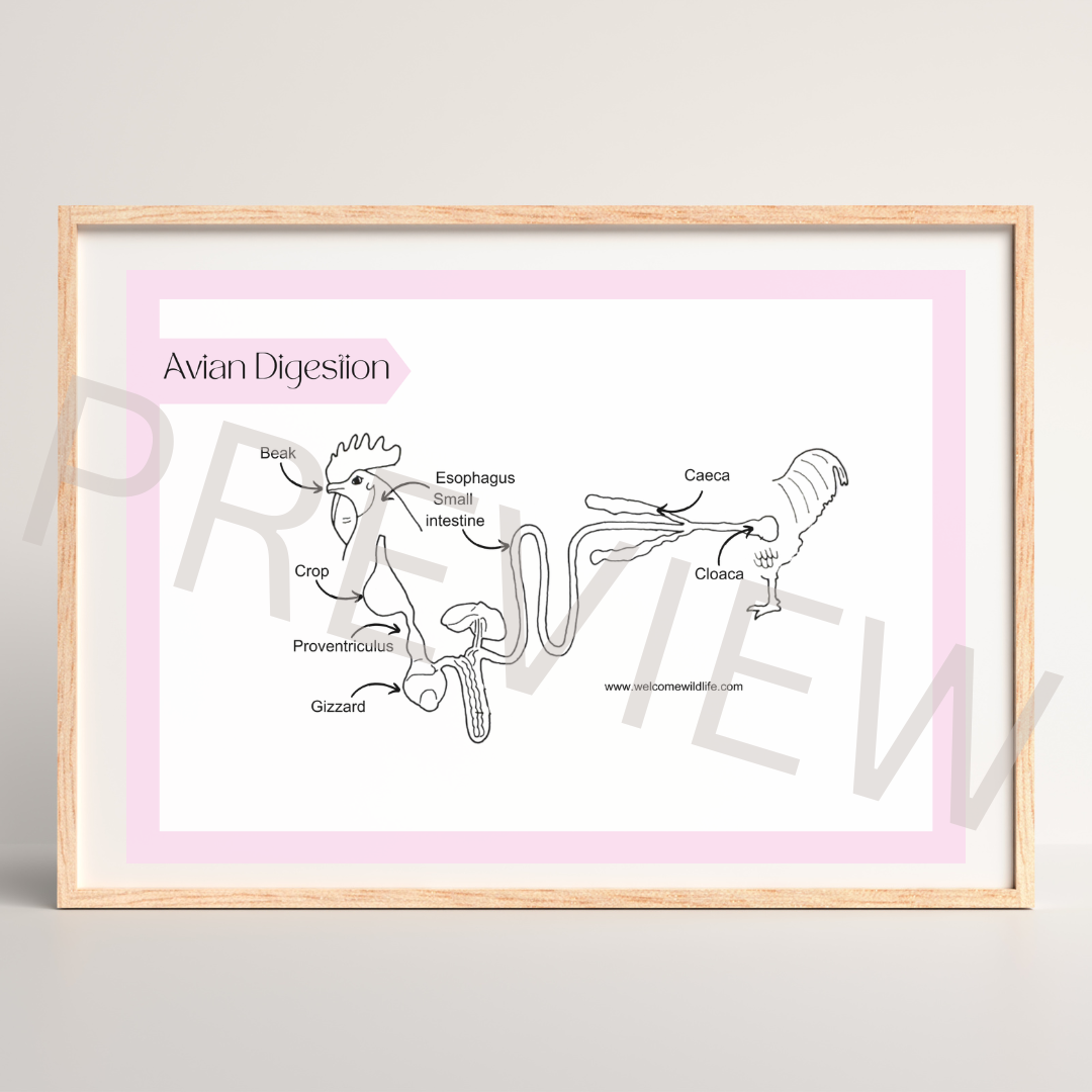 Avian digestive system poster