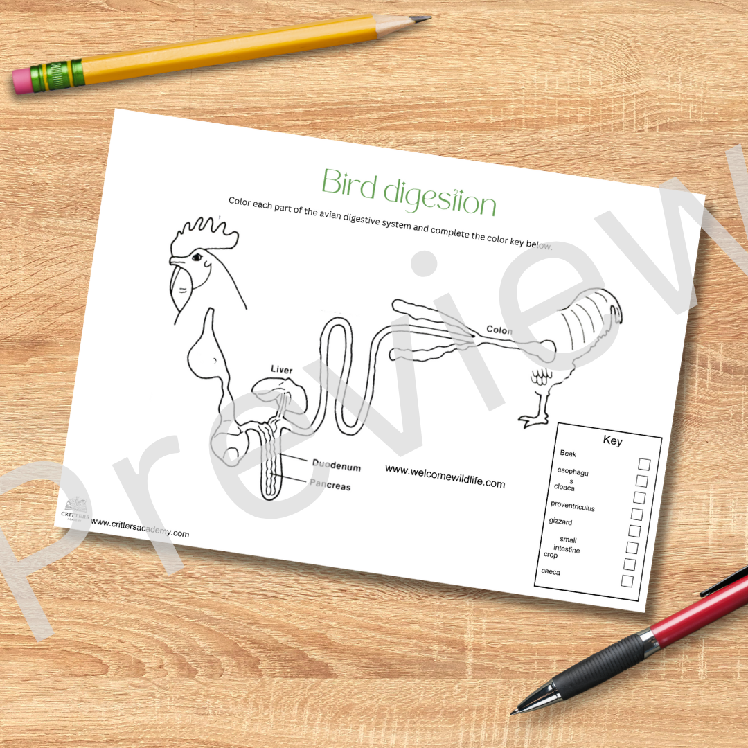 avian digestion anatomy colouring worksheet