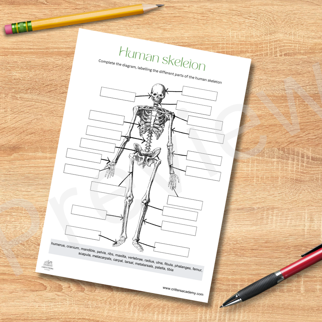Human skeletal system anatomy labeling diagram