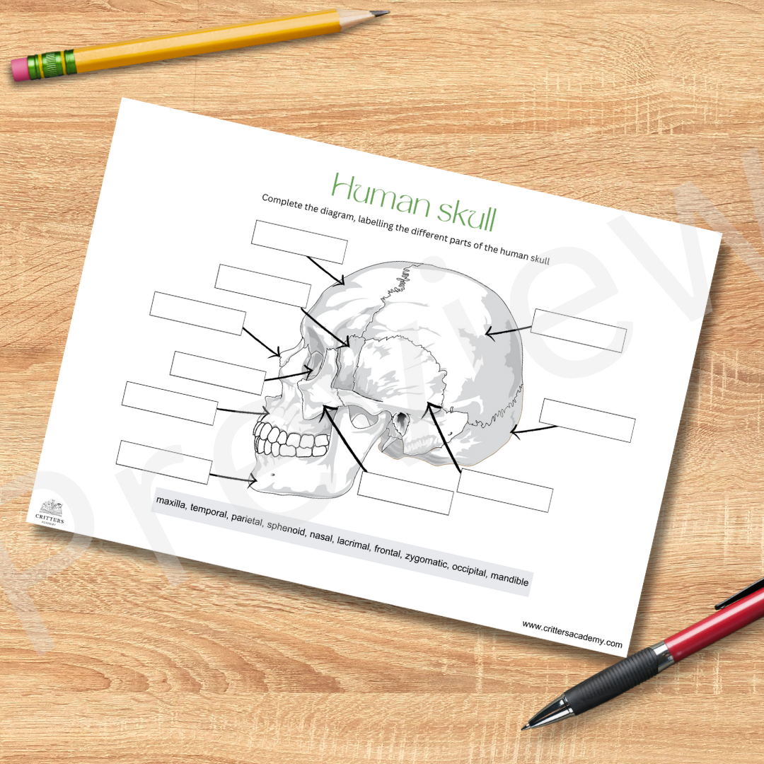 Human skull anatomy labelling worksheet