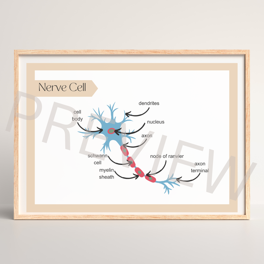 Nerve cell poster