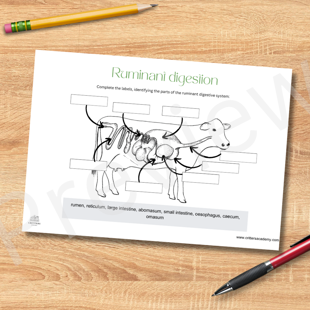 Ruminant digestion anatomy labeling worksheet