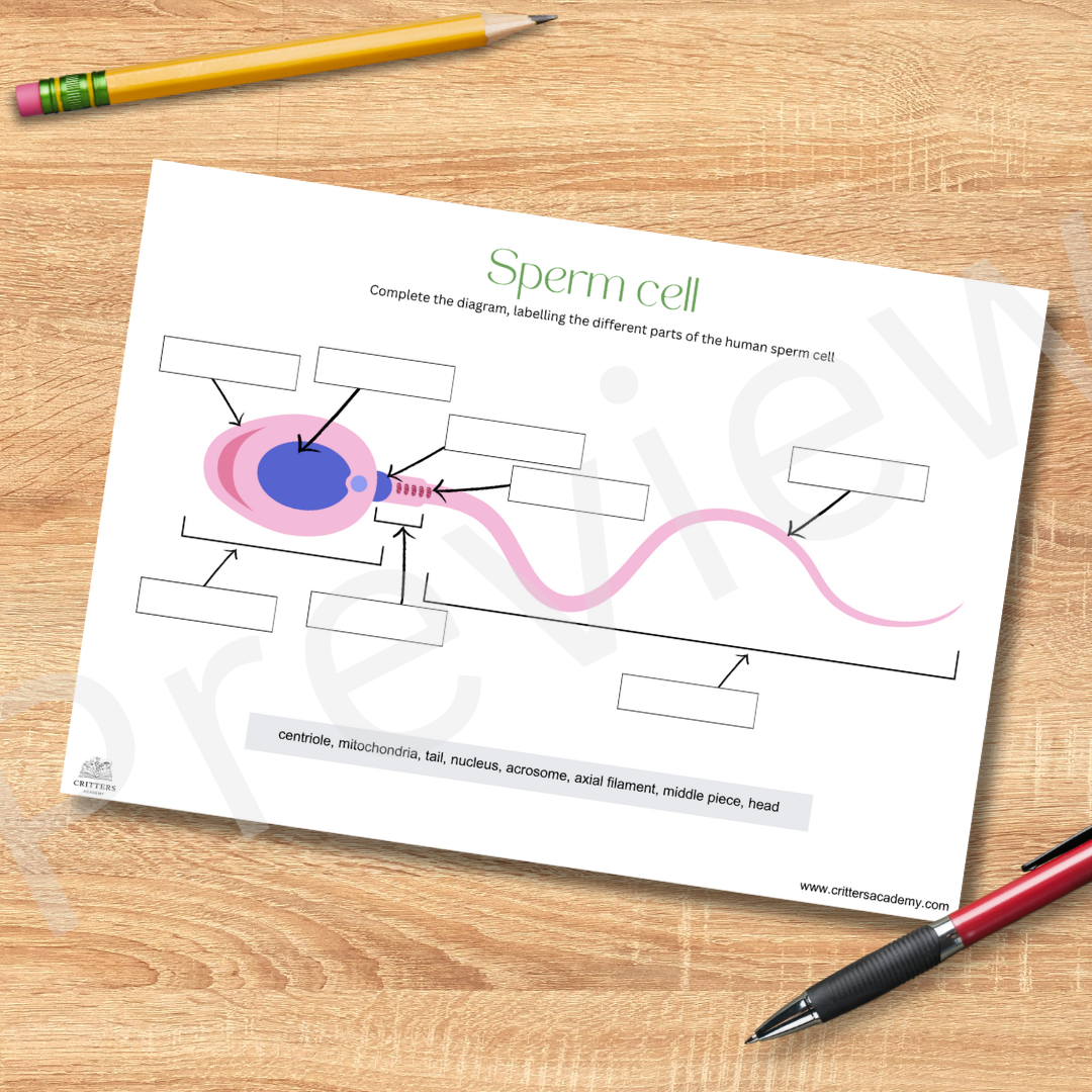 Sperm anatomy labeling worksheet