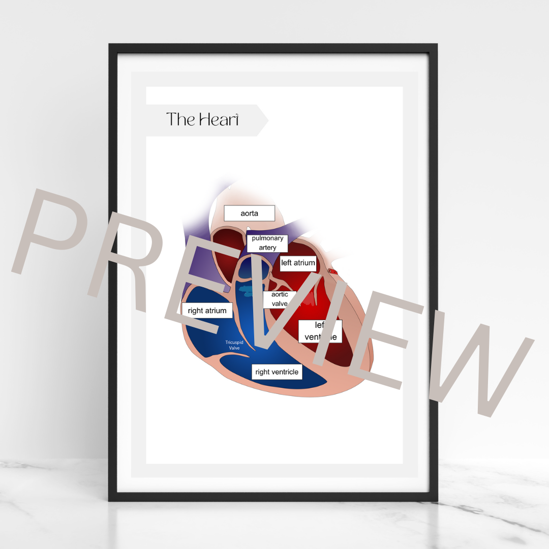 The heart diagram poster