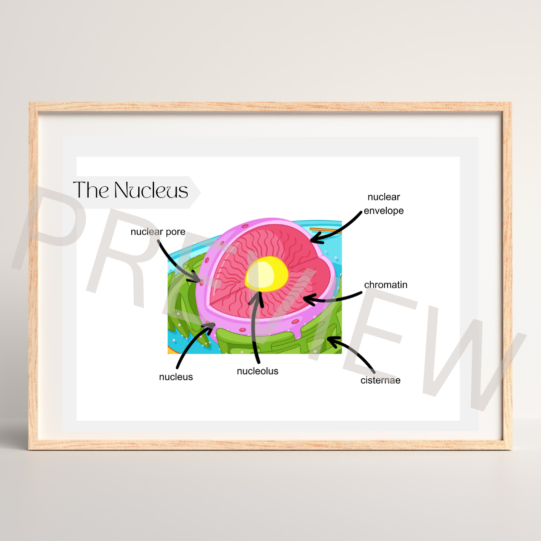 The nucleus poster