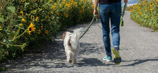 Dog Walking and Pet Sitting: The Complete Beginner’s Guide to Going Pro