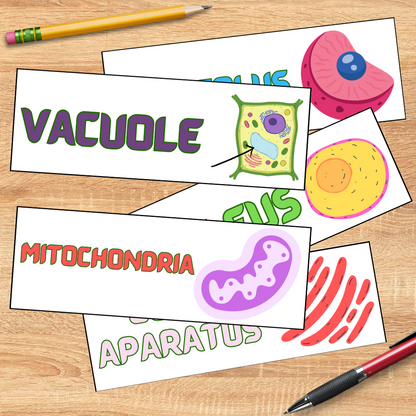 Biology word wall pack