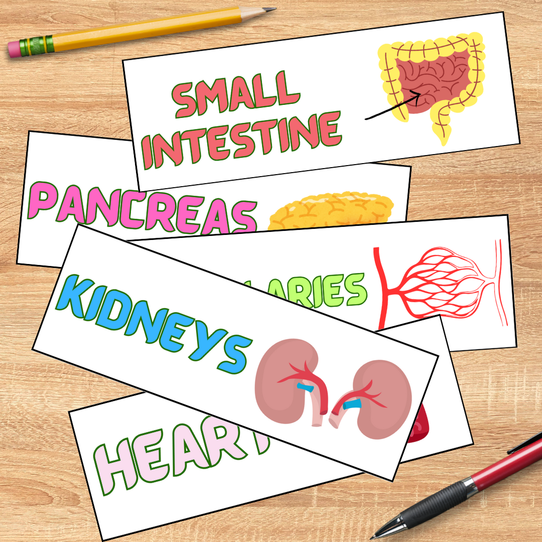 Biology word wall pack