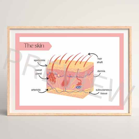 The skin diagram poster