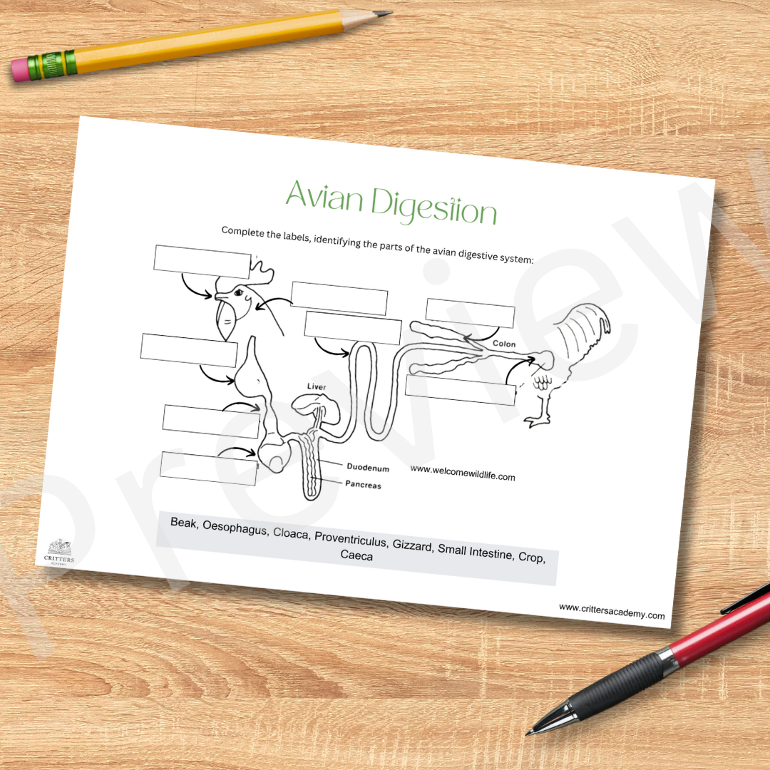 Avian bird digestive system anatomy labeling worksheet