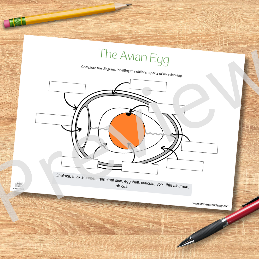 The avain egg anatomy labeling worksheet