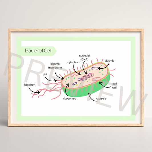 Bacterial cell diagram poster