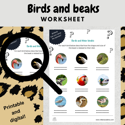 Birds and their beaks evolution worksheet