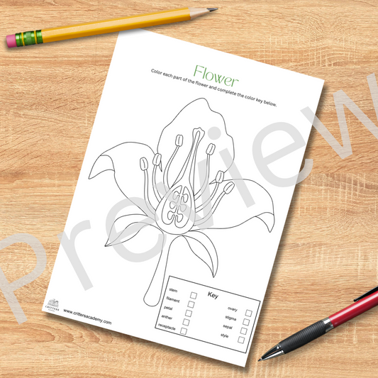 Flower anatomy colouring worksheet
