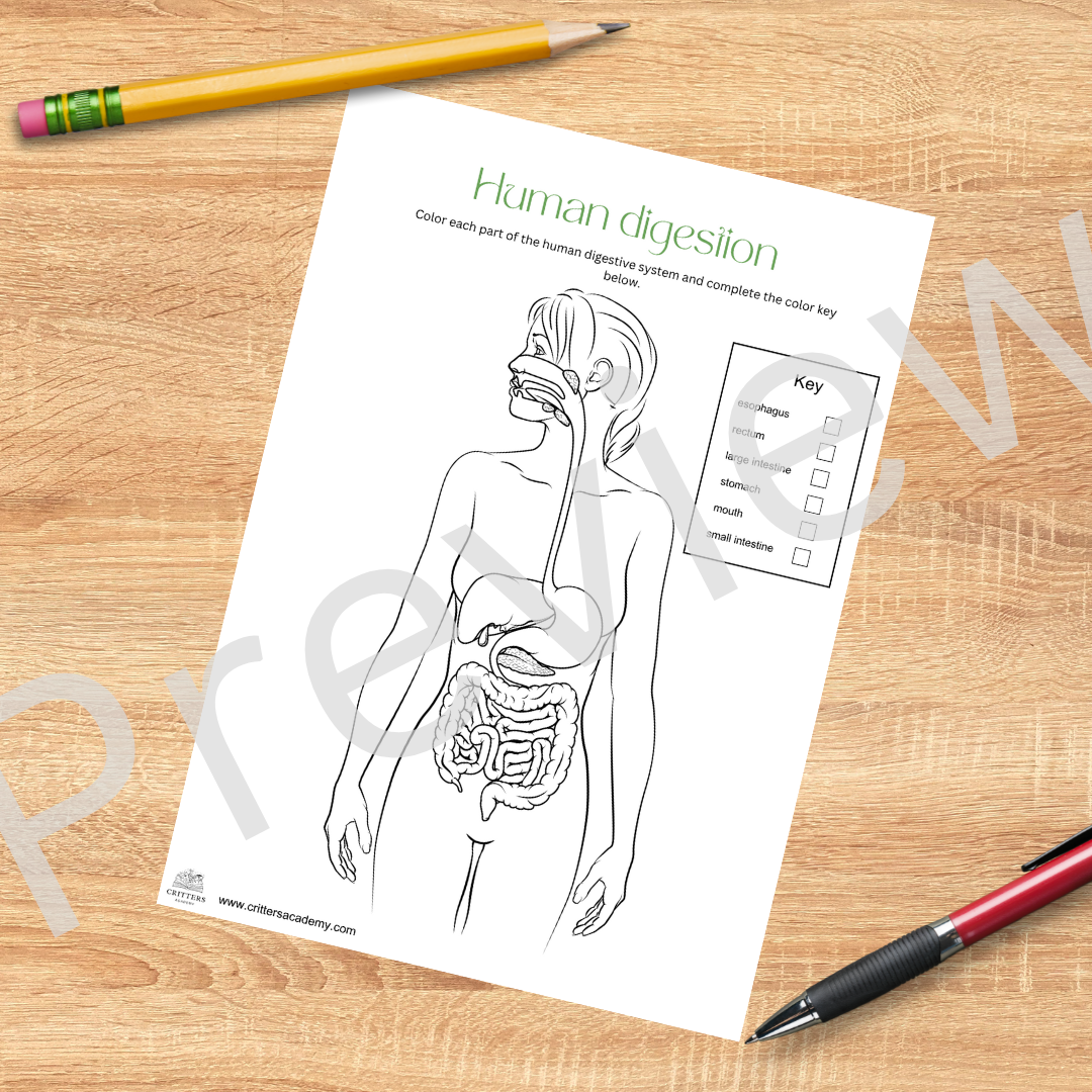 Human digestion anatomy colouring worksheet