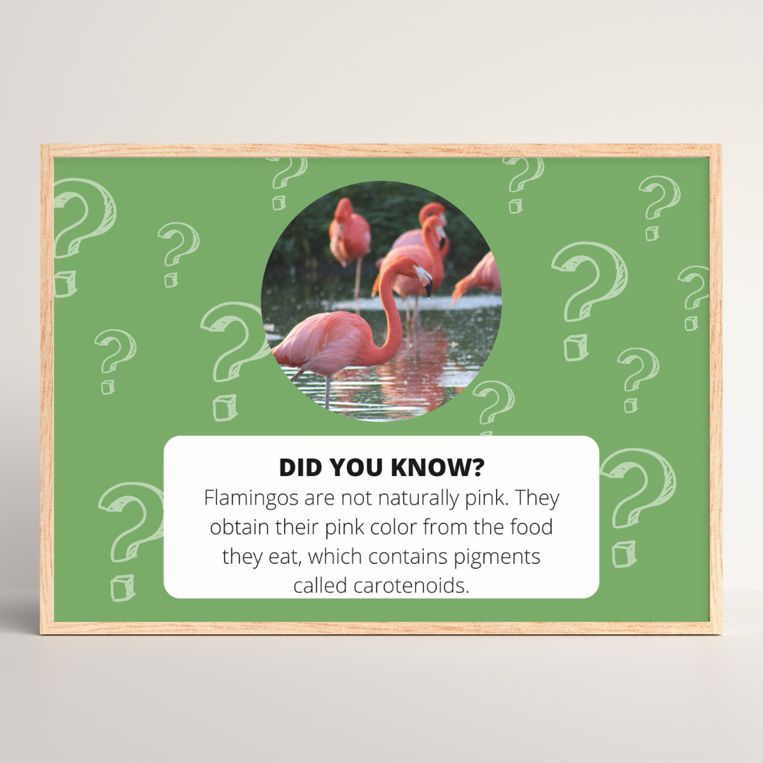Did you know? 50 animal fact poster bundle