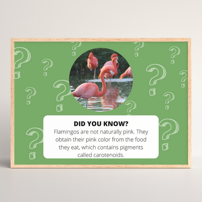 Did you know? 50 animal fact poster bundle