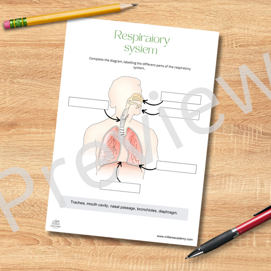 The respiratory system anatomy labeling worksheet