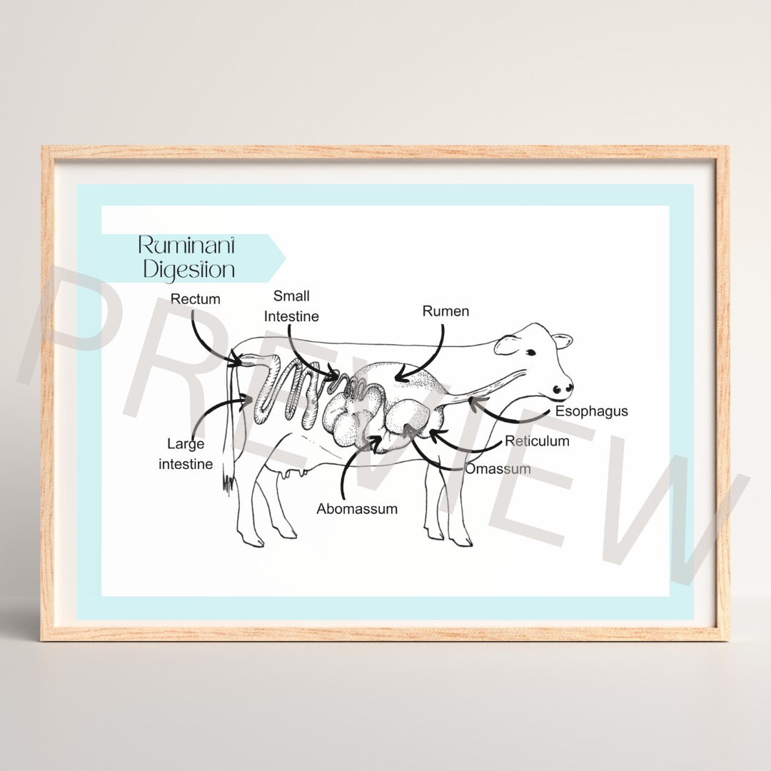 Ruminant digestive system diagram poster – Critters Academy