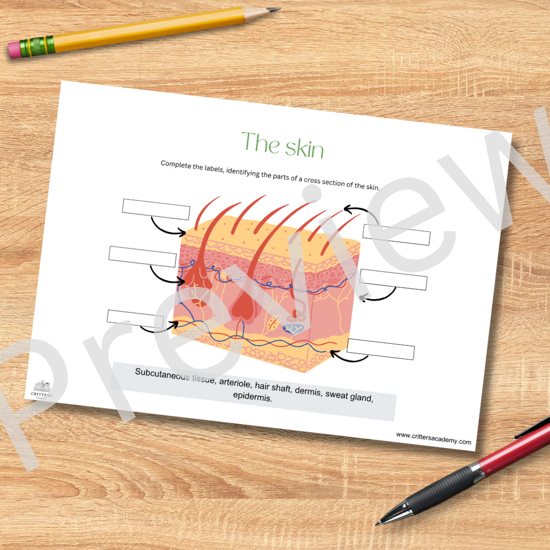 The skin anatomy labeling worksheet – Critters Academy