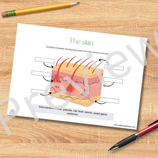 The skin anatomy labeling worksheet